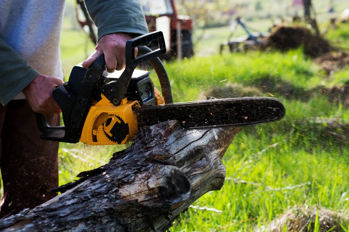 Tree Trimming Services Tree Trimming Services